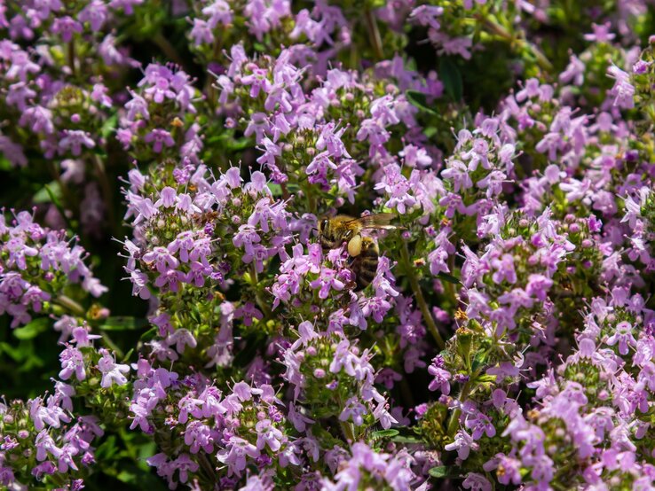 Thymian | © Shutterstock/olko1975 Eine Honigbiene mit vollen Pollenhöschen sammelt Nektar auf üppig blühendem Thymian mit dichten, zartlila Blüten. | © Shutterstock/olko1975