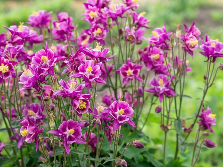 Akelei | © Shutterstock/mcajan Üppige Akelei mit purpurrosa Blüten und gelben Staubgefäßen blüht aufrecht in einem grünen, leicht verschwommenen Gartenhintergrund. | © Shutterstock/mcajan