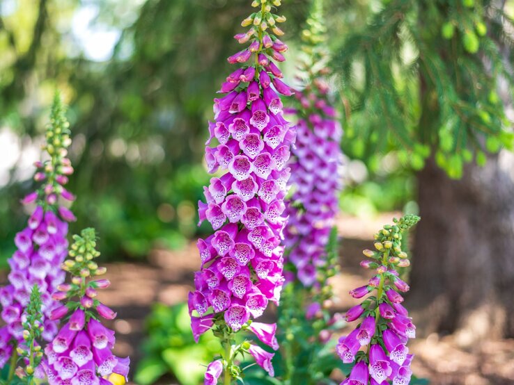 Fingerhut | © Shutterstock/Kristen Prahl Hohe Fingerhutpflanzen mit leuchtend violetten, gefleckten Blütenglocken blühen im lichten Halbschatten unter Nadelbäumen. | © Shutterstock/Kristen Prahl