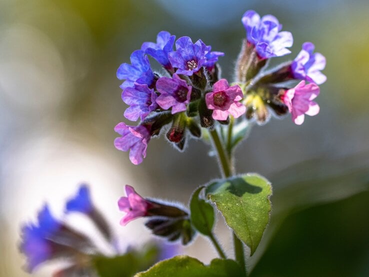 Nahaufnahme blühender Lungenkraut-Stängel mit rosa und violetten Blüten  unter Tannen vor weichem, grünlich-verschwommenem Hintergrund.