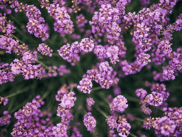 Lavendel von oben