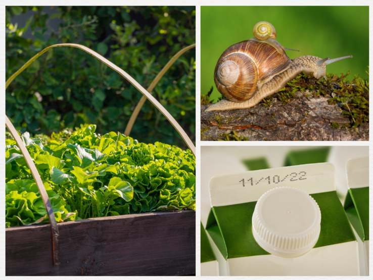 Frischer Gartensalat in Hochbeet, zwei Schnecken auf Moosast und Nahaufnahme eines Milchkartons mit weißem Verschluss und Datum.
