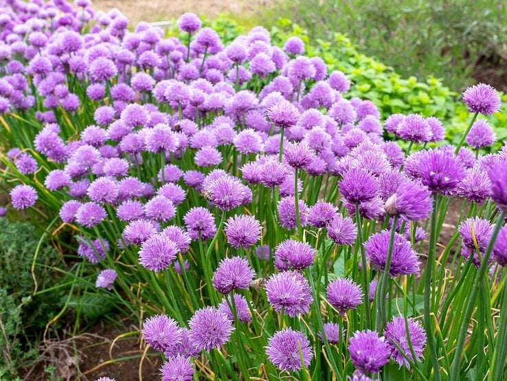 Dichtes Beet mit blühendem Schnittlauch: zahllose violette Blütenkugeln auf langen grünen Stängeln im Gartenbeet.