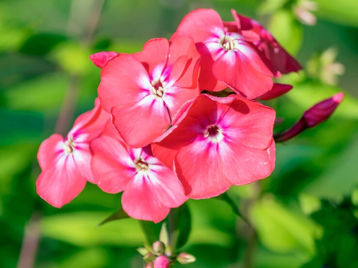 Leuchtend pinke Phloxblüten mit weißem Zentrum blühen vor unscharfem grünem Hintergrund in der Sommersonne.