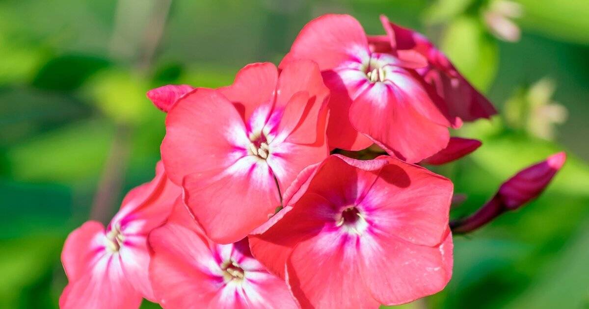51+ Valerie&#039;s Garten, Valerie&#039;s garten est un girl group allemand.