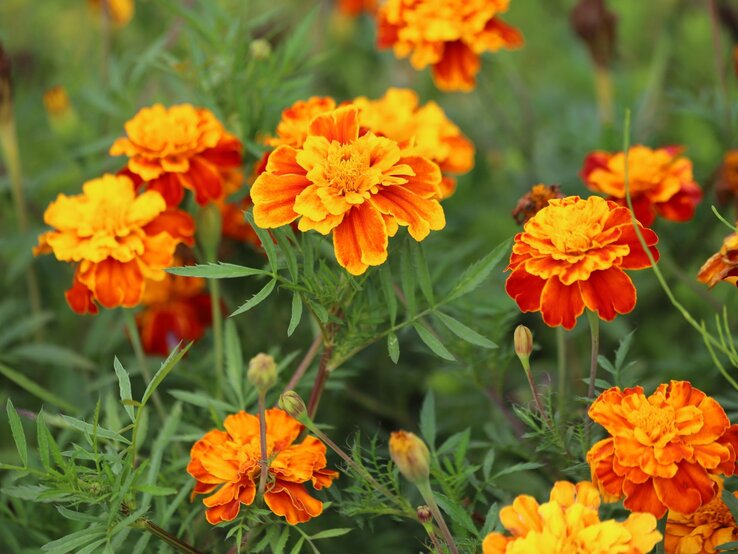 Leuchtend orange-gelbe Tagetesblüten in voller Blüte, umgeben von zartgrünem, filigranem Laub bei Tageslicht. | © Shutterstock/Kabar