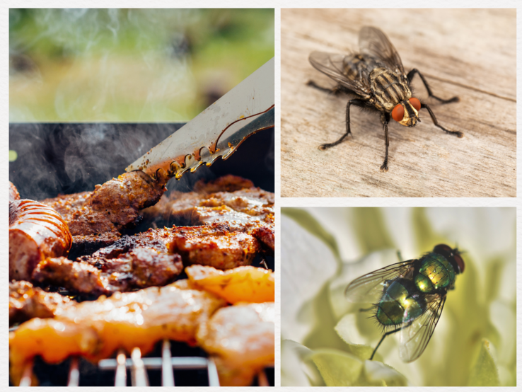 Saftiges Grillfleisch dampft auf dem Rost, daneben Nahaufnahmen zweier Fliegen auf Holz und einer weißen Blüte.