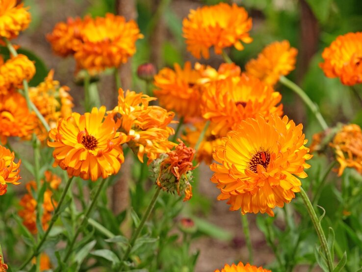 Leuchtend orangefarbene Ringelblumen blühen dicht an dicht in einem sonnigen Garten vor unscharfem grünem Hintergrund. | © Shutterstock/Alex Manders