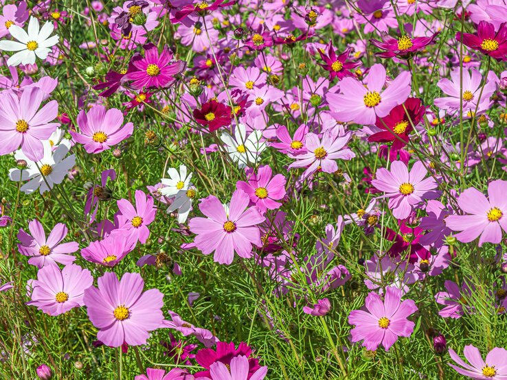 Üppiges Blütenmeer aus rosa, weißen und dunkelroten Cosmea-Blüten in voller Sonne auf dichtem, grünem Stängelwerk. | © Shutterstock/Vladimir Konstantinov