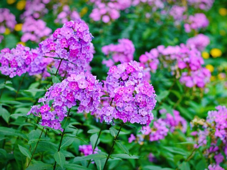 Phlox | © AdobeStock/mashimara Dicht gedrängte, violette Phloxblüten auf kräftigen Stängeln leuchten vor einem grün-bunten Blumenbeet im Sommerlicht. | © AdobeStock/mashimara