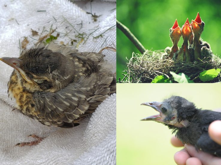 Drei Vogeljunge: eins schläft auf Handtuch, drei rufen hungrig im Nest, ein kahles Küken mit offenem Schnabel wird in Hand gehalten.