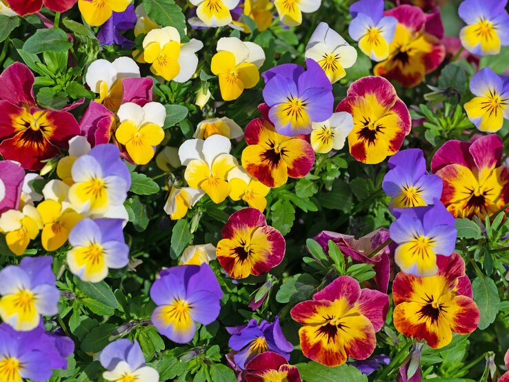 Dichtes Beet aus Hornveilchen in Violett, Gelb, Weiß und Rot, blühend in voller Pracht zwischen frischem grünen Laub.