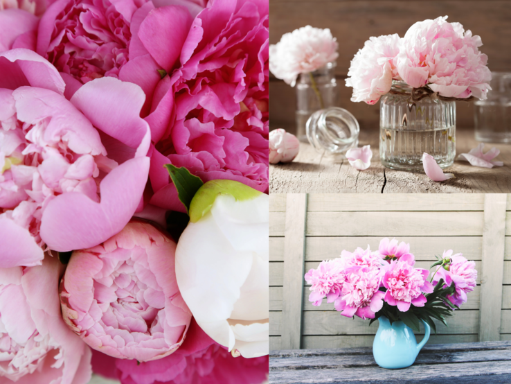 Pfingstrosen Vase Nahaufnahme von rosa Pfingstrosen mit vollen Blüten, daneben zwei Vasen mit zarten Blüten auf Holz und Strauß in blauer Kanne