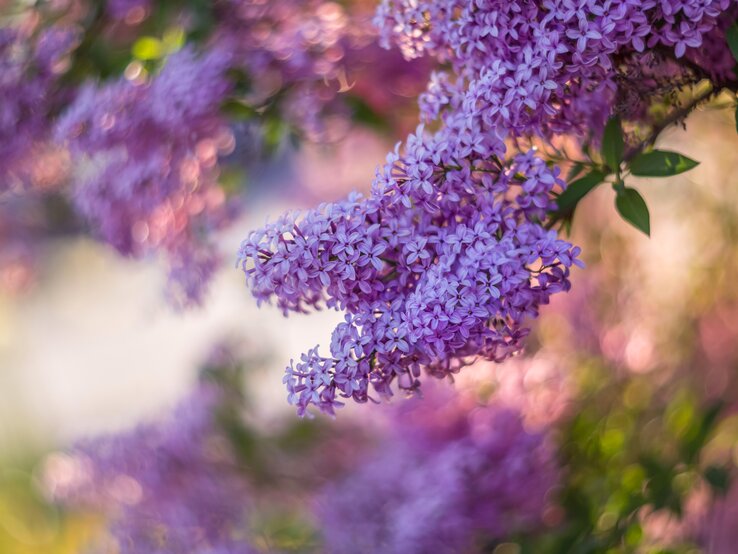 Wenn der Flieder blüht, solltest du diese Gartenarbeiten angehen Flieder blüht violett