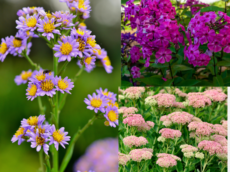 Lila Astern mit Insekten, pinkfarbener Phlox und rosablühendes Sedum nebeneinander in voller Blüte vor grünem, natürlichem Hintergrund.