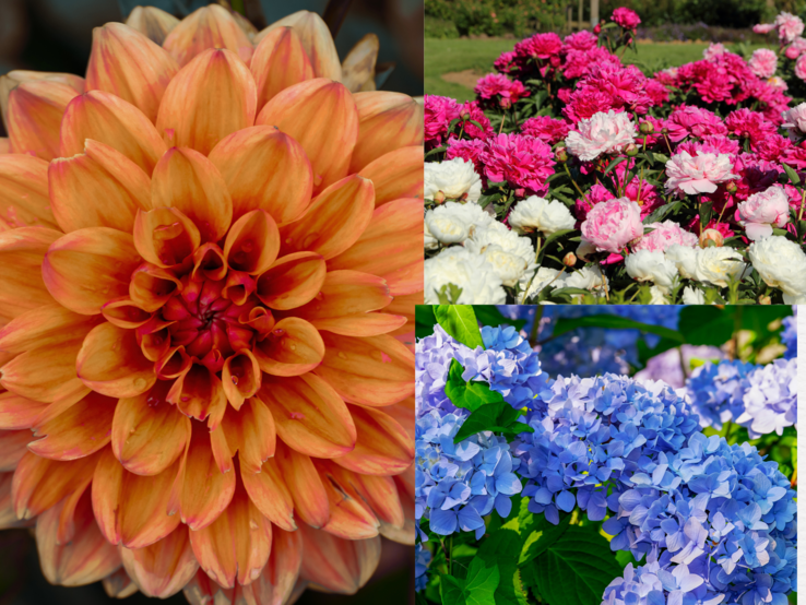 Großaufnahme einer orangefarbenen Dahlienblüte links, rechts oben pink-weiße Pfingstrosen und unten blaue Hortensien im Garten.