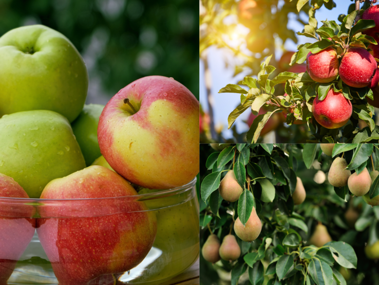 Junifall Obstbaum Reife grüne und rotgelbe Äpfel mit Tautropfen in einer Glasschale, daneben Apfel- und Birnenbäume voller Früchte im Sonnenlicht.