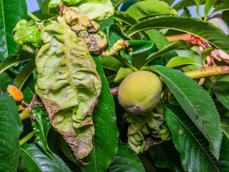 Kräuselkrankheit Obstbaum Verkrüppelte, gelblich verfärbte Blätter und junger, pelziger Pfirsich an einem von Kräuselkrankheit befallenen Obstbaumzweig.