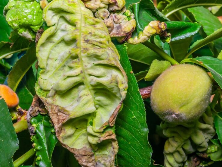 Kräuselkrankheit Obstbaum Verkrüppelte, gelblich verfärbte Blätter und junger, pelziger Pfirsich an einem von Kräuselkrankheit befallenen Obstbaumzweig.