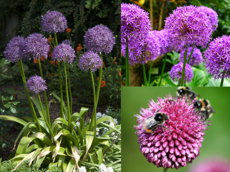 Dicht stehende, violette Allium-Blüten auf hohen Stängeln in Gartenbeeten, teils mit Hummeln beim Sammeln auf kugeligen Blütenköpfen.
