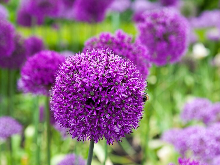 Eine einzelne violette Allium-Blüte im Fokus, mit einer Biene am Rand, vor unscharfem grün-lila Blütenhintergrund.