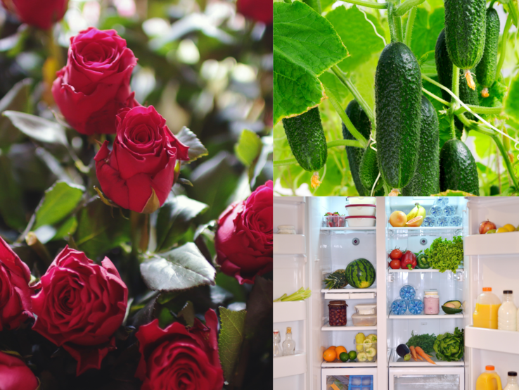 Rosen, Gurken, Mehltau Frische rote Rosen, knackige Gurken an der Pflanze und ein prall gefüllter Kühlschrank mit Obst und Gemüse im Vergleich.