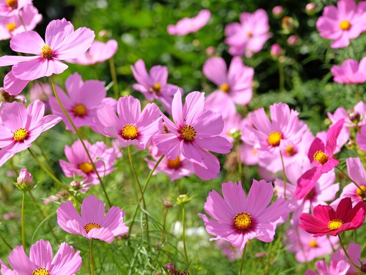 Sommerblumen Ende Mai pflanzen: Cosmea | © Shutterstock/Alex Manders Zarte rosa Cosmeen mit gelber Mitte wiegen sich im Sonnenlicht vor dichtem, grünem Sommerlaub im Garten. | © Shutterstock/Alex Manders