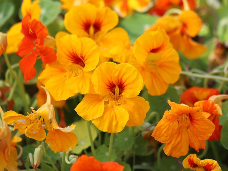 Sommerblumen im Mai pflanzen: Kapuzinerkresse | © Shutterstock/Kabar Leuchtend gelbe und orange Kapuzinerkresseblüten mit roten Adern blühen dicht an dicht vor grünem Blattwerk. | © Shutterstock/Kabar