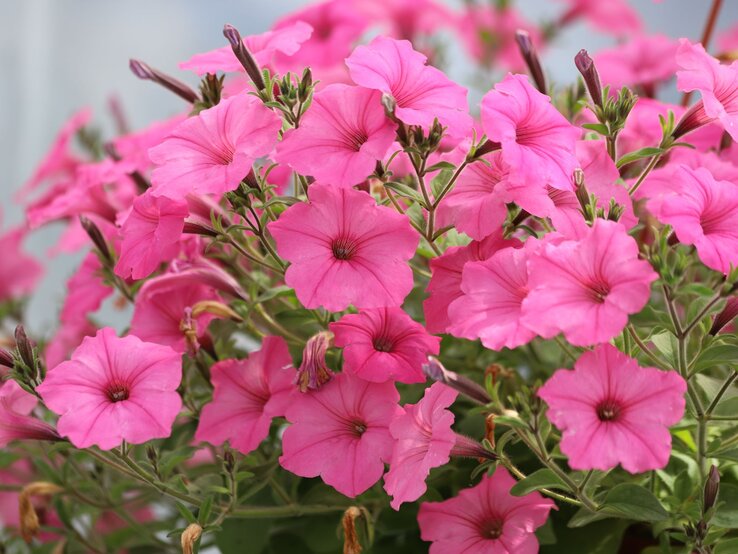 Sommerblumen im Mai pflanzen: Petunie | © Shutterstock/Kabar Zahlreiche pinke Petunien mit trichterförmigen Blüten blühen üppig an verzweigten Stängeln vor hellem Hintergrund. | © Shutterstock/Kabar