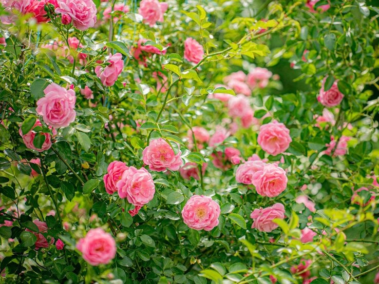 Üppig blühende Strauchrosen mit leuchtend pinken Blüten und sattem Blattgrün in sommerlich hellem Gartenlicht.