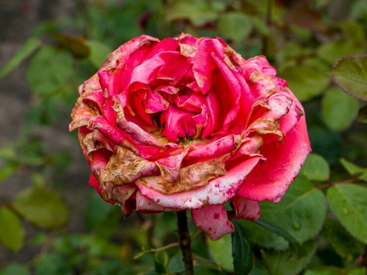 Verfaulte Blütenblätter einer einst leuchtend rosa Rose im Spätsommergarten, von Grauschimmel gezeichnet.