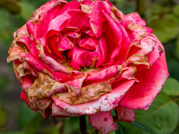 Grauschimmel an Rosen Verfaulte Blütenblätter einer einst leuchtend rosa Rose im Spätsommergarten, von Grauschimmel gezeichnet.