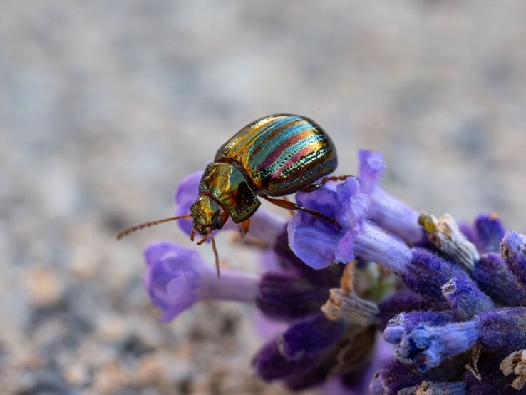 Schillernder Rosmarinkäfer mit metallisch-grünen Streifen krabbelt auf einer violett blühenden Lavendelblüte vor unscharfem Hintergrund.