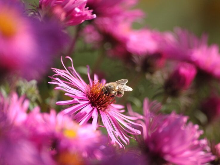 Eine Biene sammelt Nektar auf einer leuchtend pinken Stauden-Blüte, umgeben von verschwommenem Blütenmeer im warmen Sonnenlicht.