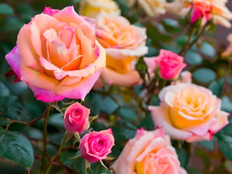 Mehrfarbige Rosen in Gelb, Rosa und Pink blühen in voller Pracht vor dunklem Blattwerk im weichen Nachmittagslicht.