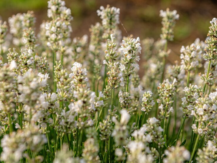 Weißer Lavendel | © Shutterstock/Vovatol Weißer Lavendel blüht in dichten, zarten Rispen bei warmem Licht auf einer grünen Wiese vor unscharfem Hintergrund. | © Shutterstock/Vovatol