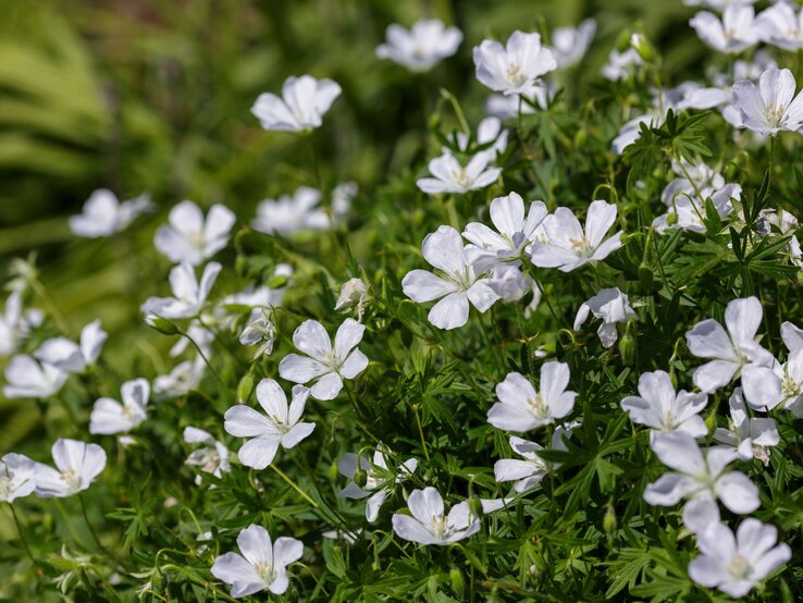 Weißer Storchschnabel | © Shutterstock/Flower_Garden Weiße Storchschnabelblüten mit zarten Adern leuchten im Sonnenlicht über dichtem, sattgrünem Blattwerk. | © Shutterstock/Flower_Garden