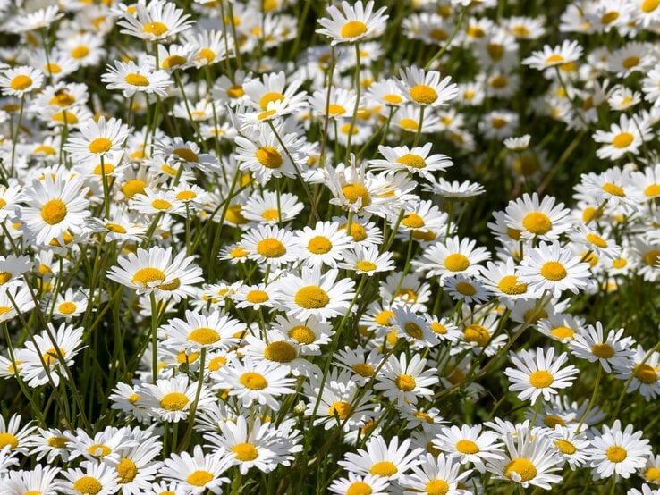 Weiße Margeriten | © Shutterstock/Mira Drozdowski Zahlreiche weiße Margeriten mit sonnengelbem Zentrum wiegen sich dicht an dicht im warmen Sommerlicht. | © Shutterstock/Mira Drozdowski