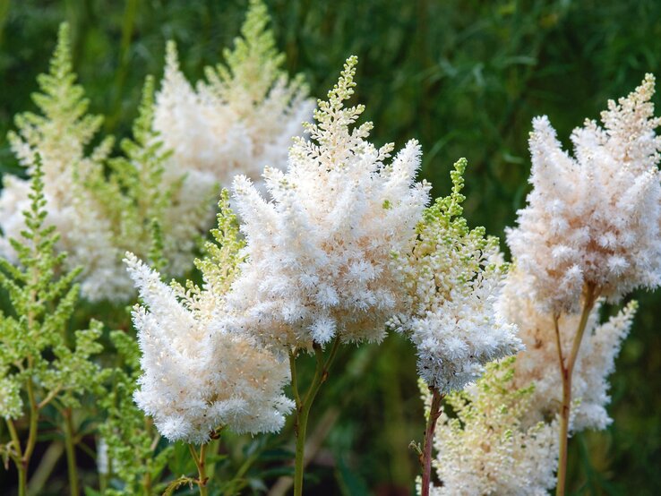 Weiße Astilbe | © Shutterstock/Nadya So Flauschige, weiße Astilbenrispen erheben sich federleicht über grünem Laub im leicht schattigen Gartenbereich. | © Shutterstock/Nadya So