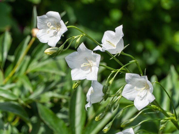 Weiße Glockenblumen | © Shutterstock/Alexander Denisenko Fünf weiße Glockenblumen neigen sich elegant an geschwungenen Stielen über grünem Laub im Sonnenlicht. | © Shutterstock/Alexander Denisenko