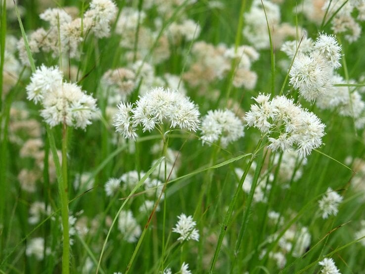 Schneemarbel | © Shutterstock/Alex Manders Fluffige weiße Blütenbälle der Schneemarbel tanzen leicht im Wind zwischen aufrechtem grünem Gras. | © Shutterstock/Alex Manders