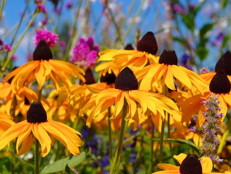 Stauden Mulden-Trick Leuchtend orange Sonnenhüte mit dunkler Mitte blühen im Sonnenschein vor violetten Sommerblumen und blauem Himmel.