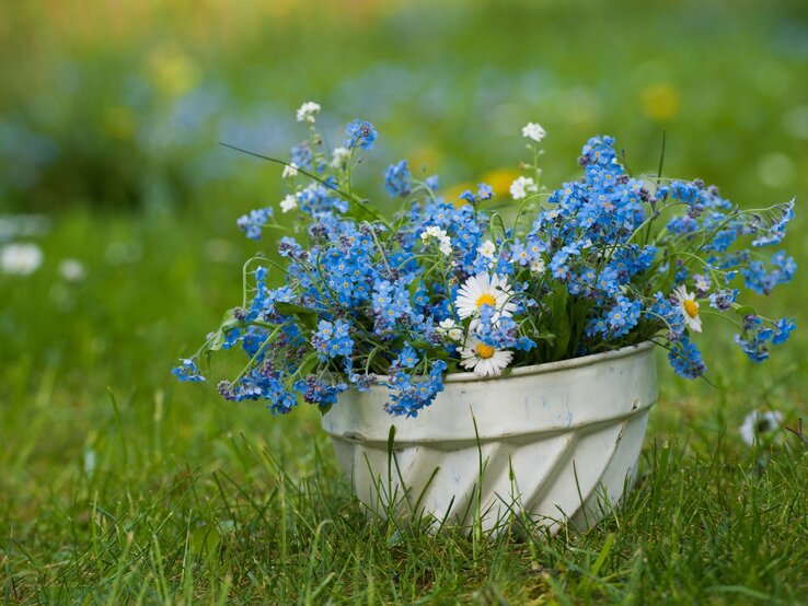 Backform mit Blumen Eine cremefarbene Backform mit leuchtend blauen Vergissmeinnicht und weißen Gänseblümchen steht auf frischem Frühlingsrasen.