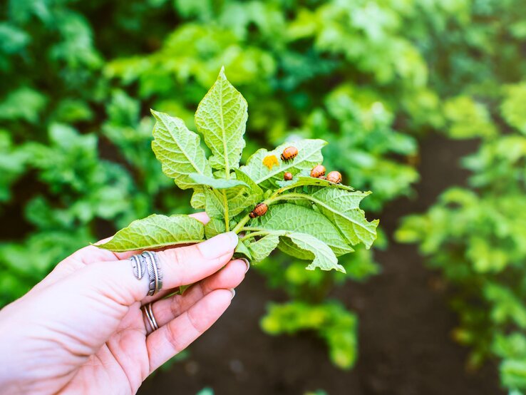 Kartoffelkäfer | © Adobe Stock / Liliya Hand mit silbernen Ringen hält grünen Kartoffeltrieb, auf dem mehrere orange-schwarze Kartoffelkäferlarven kriechen. | © Adobe Stock / Liliya