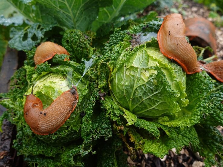 Drei rote Nacktschnecken kriechen auf zwei beschädigten Wirsingköpfen im Gartenbeet zwischen zerfressenen Blättern.