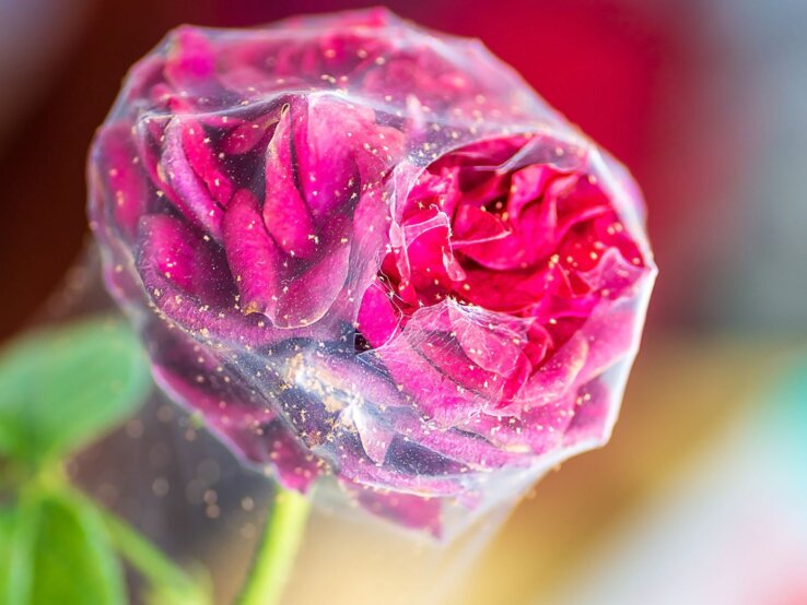 Dunkelrote Rosenknospe in feinem Spinnennetz, bedeckt mit gelbem Staub, vor unscharfem Hintergrund in warmen Farbtönen.