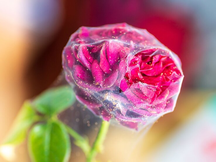 Spinnmilben auf Rosen bekämpfen Dunkelrote Rosenknospe in feinem Spinnennetz, bedeckt mit gelbem Staub, vor unscharfem Hintergrund in warmen Farbtönen.