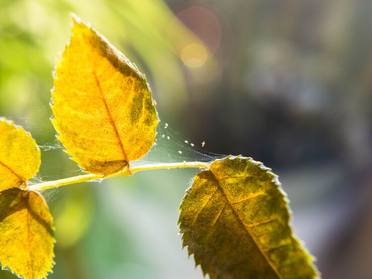 Spinnmilben | © Shutterstock/Jana Janina Drei gelbliche Rosenblätter mit feinen Spinnweben durchzogen, im Gegenlicht vor unscharfem grün-grauen Hintergrund. | © Shutterstock/Jana Janina