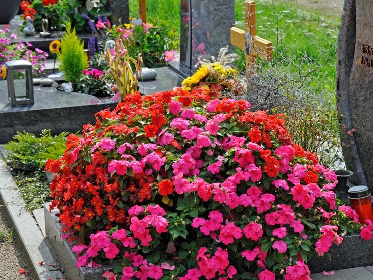 Grabbepflanzung Sommer Üppige Sommerblumen in Pink und Rot bedecken ein gepflegtes Grab, im Hintergrund bunter Grabschmuck und ein Holzkreuz.