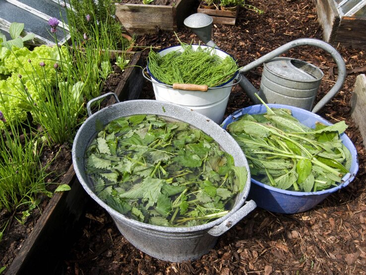 Große Zinkwanne mit Brennnesseln in Wasser, daneben Schüsseln mit Beinwell und Schachtelhalm in einem Gartenbeet mit frischem Salat.